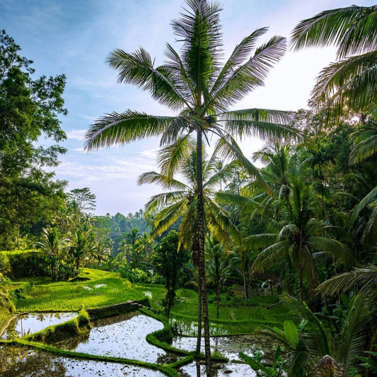 Rice Fields- Moritz Hormel