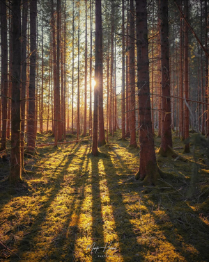 The Light through the Trees - Moritz Hormel