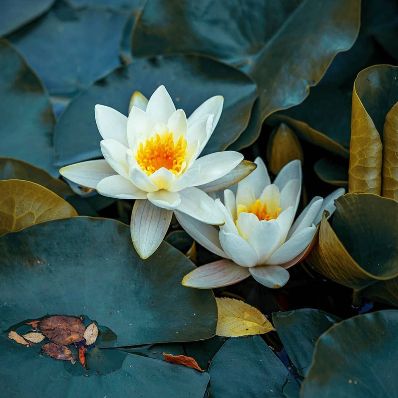 Water Lillies - Moritz Hormel