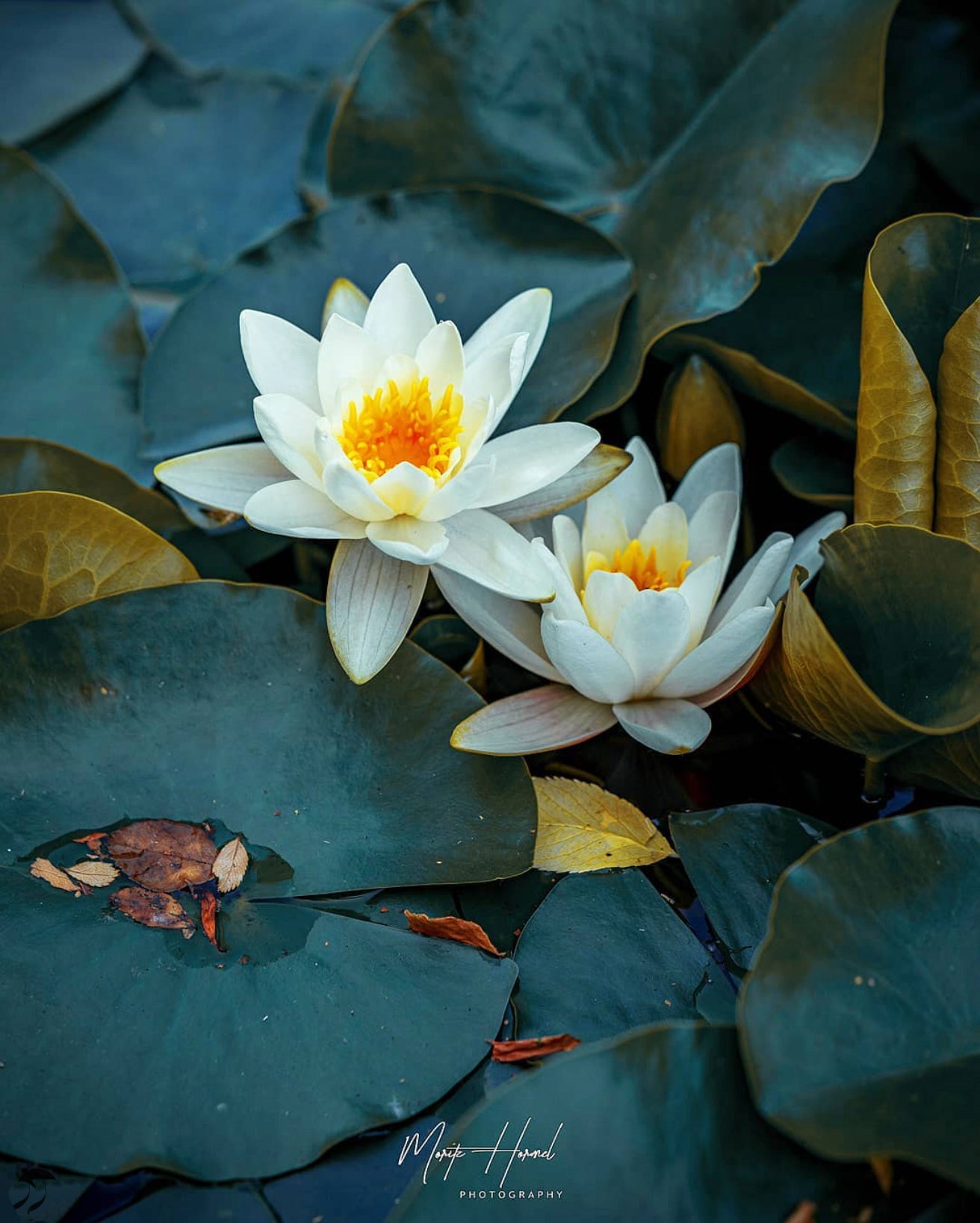 Water Lillies - Moritz Hormel