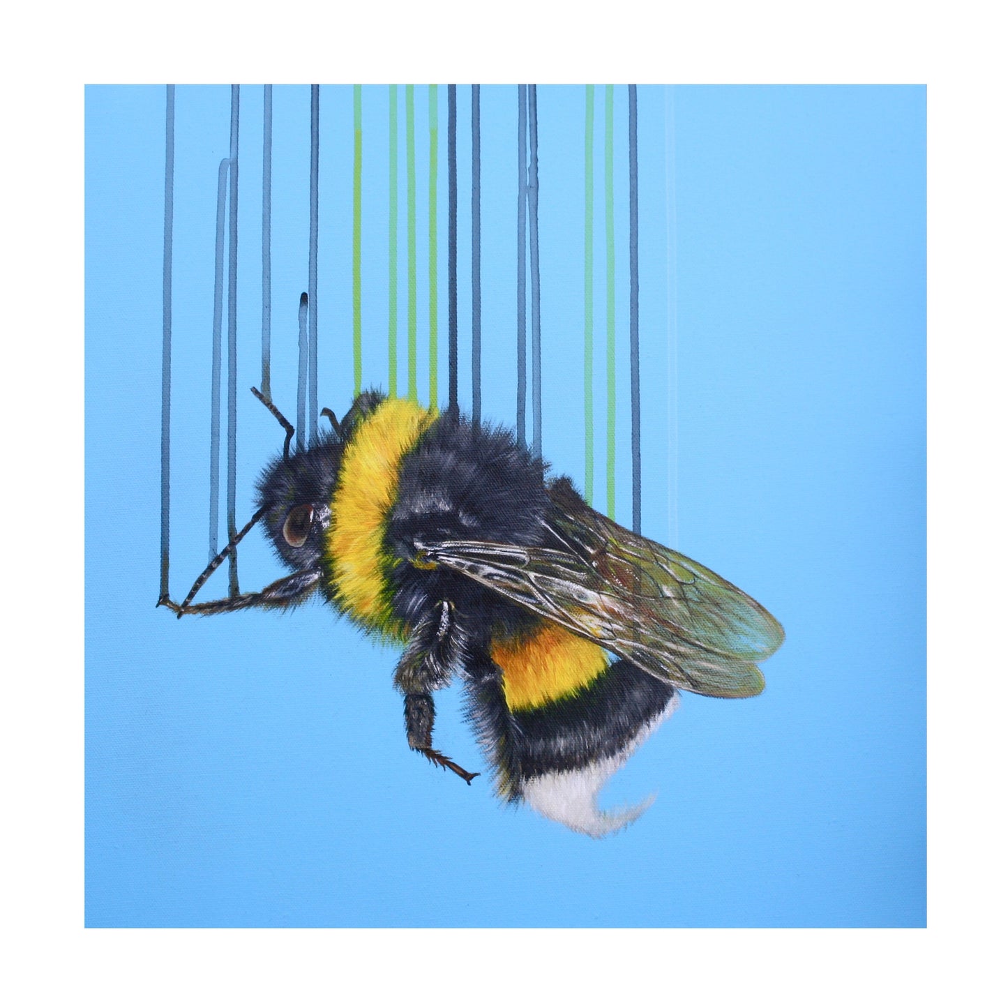 Bombus Terrestris - Louise McNaught